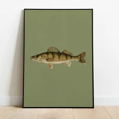 Vintage Walleye Art Print Natural History Illustration
