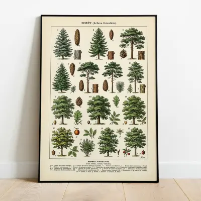 Botanical Illustration Forest Trees Vintage Poster Needlewood Art Print for Cottagecore Decor