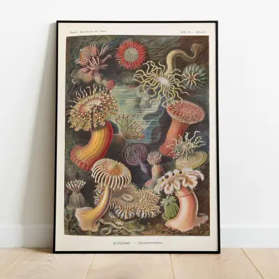 Ernst Haeckel Art Print Actiniae Plate 49 Art Forms in Nature Poster